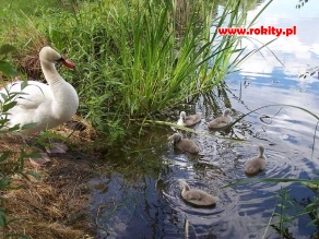 Nasze Łabędzie