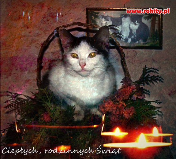 Życzenia Bożonarodzeniowe