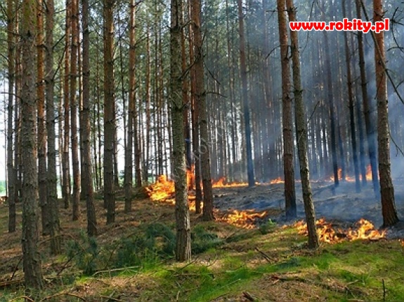 Pożar lasu w Rokitkach