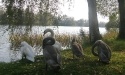 Łabędzie_16