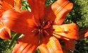 wiosna w Rokitach_19