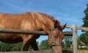 Letnie widoki_7