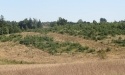 Letnie widoki_7