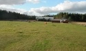 Nasze Konie_21