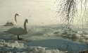 nASZE łABĘDZIE_8