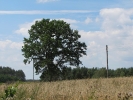 Letnie widoki_16