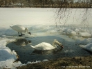 nASZE łABĘDZIE_11