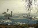 nASZE łABĘDZIE_8