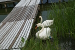Nasze Rokity_10