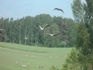 Nasze Rokity_7