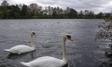 Łabędzie_41